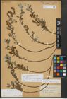 Foto von Salix repens subsp. repens L.